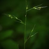 Festuca gigantea. Часть соцветия. Санкт-Петербург, Дудергофские высоты, широколиственный лес. 18.07.2009.
