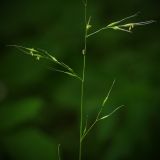 Festuca gigantea