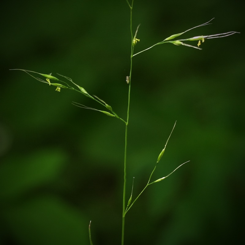 Изображение особи Festuca gigantea.