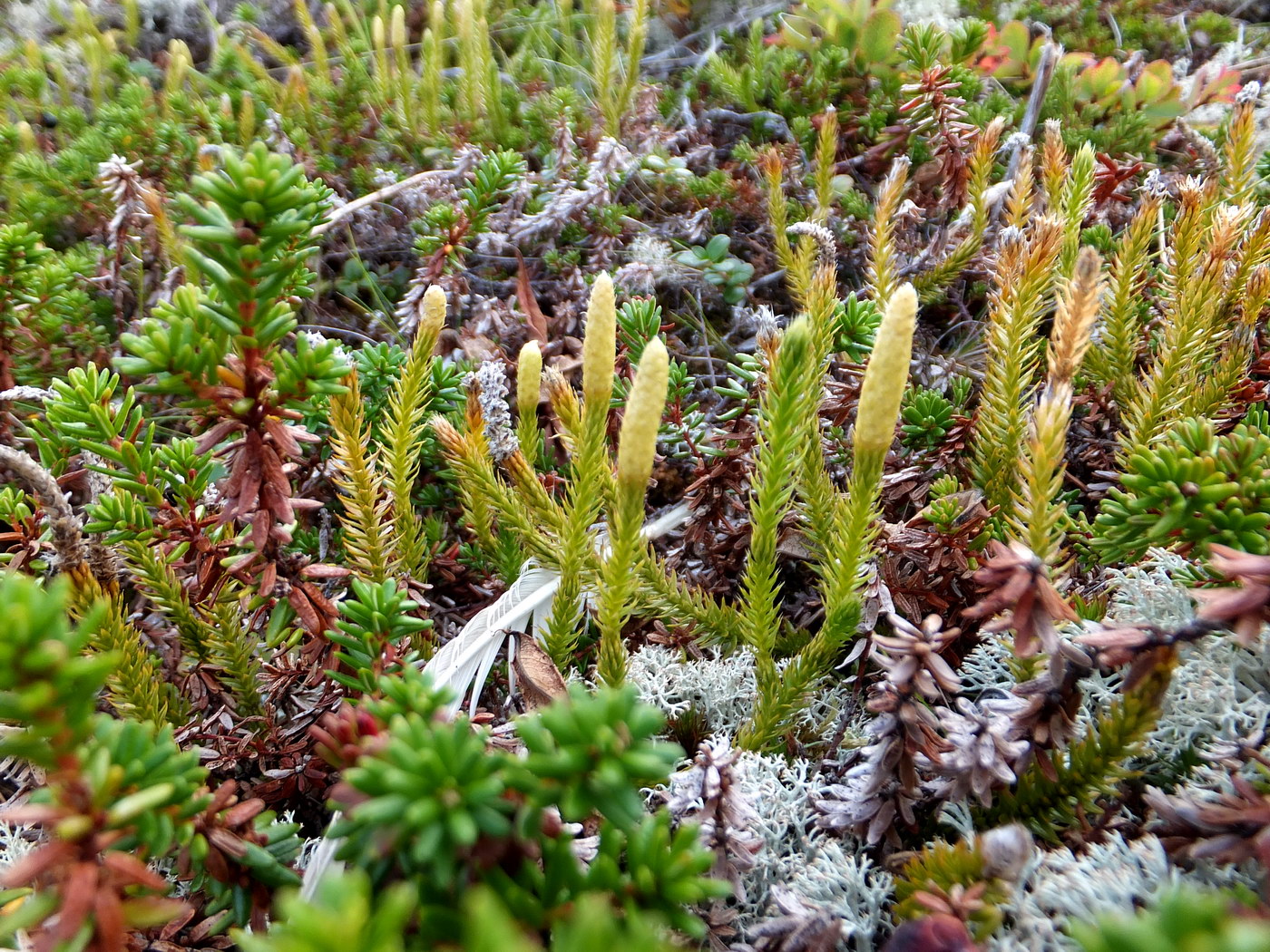 Image of Lycopodium dubium specimen.