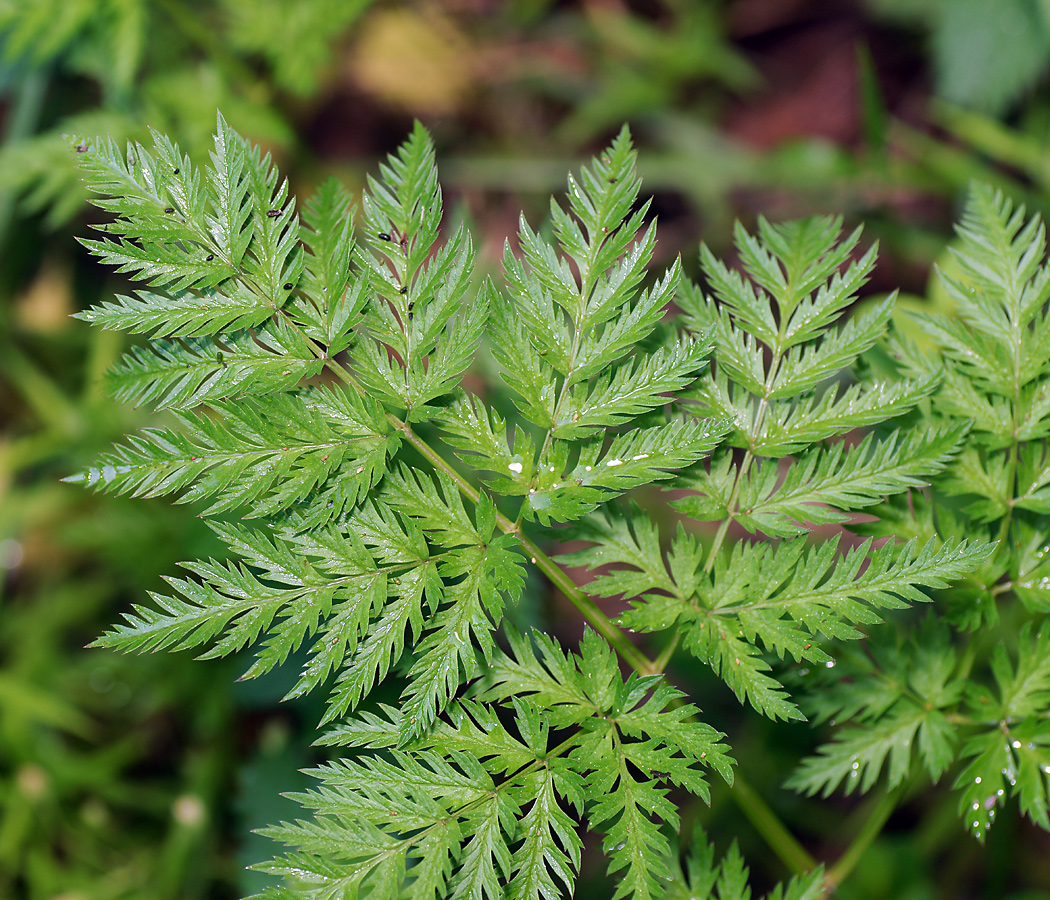 Изображение особи Anthriscus sylvestris.