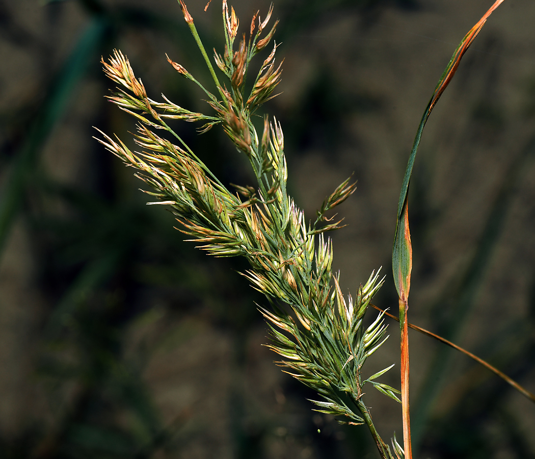 Изображение особи Calamagrostis epigeios.