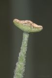 Glaucium corniculatum
