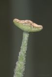 Glaucium corniculatum. Верхушка плода. Саратов, обочина дороги, на опоке. 08.07.2016.