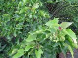 Jatropha curcas