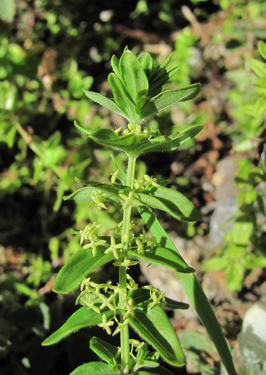 Image of Cruciata glabra specimen.