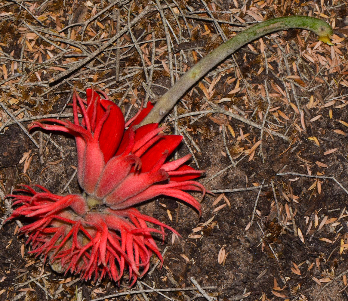 Image of Erythrina abyssinica specimen.