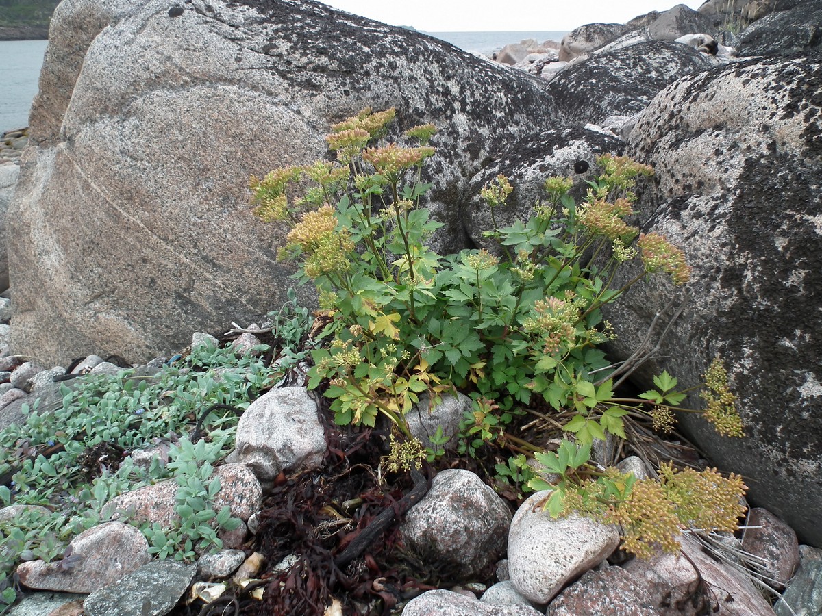 Image of Ligusticum scoticum specimen.
