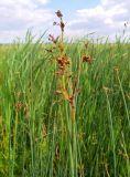 Schoenoplectus lacustris