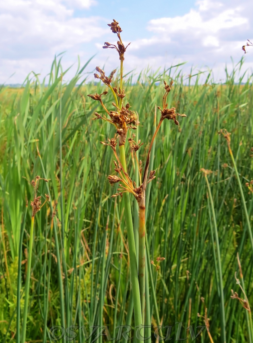 Изображение особи Schoenoplectus lacustris.