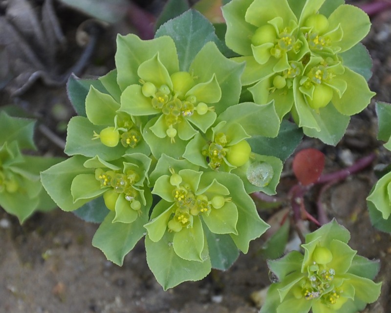 Image of Euphorbia helioscopioides specimen.