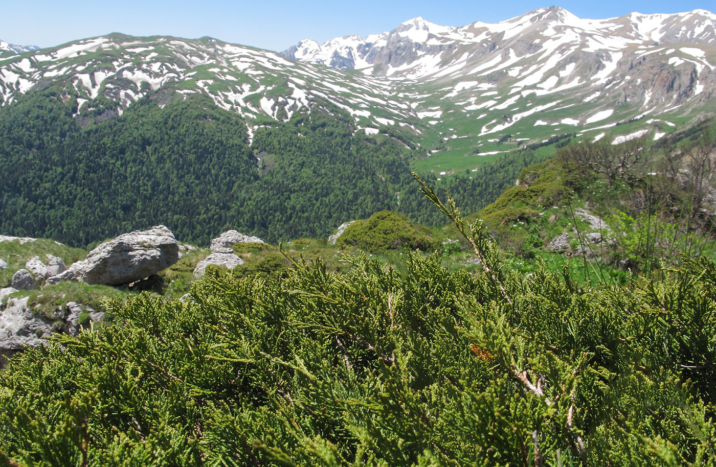 Изображение особи Juniperus sabina.