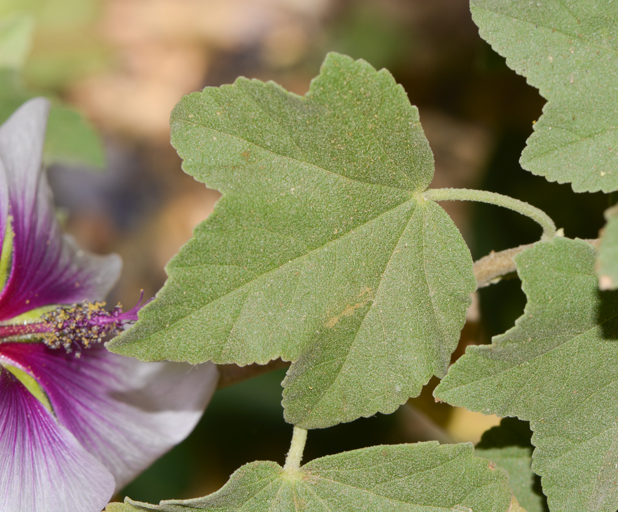 Image of Malva subovata specimen.