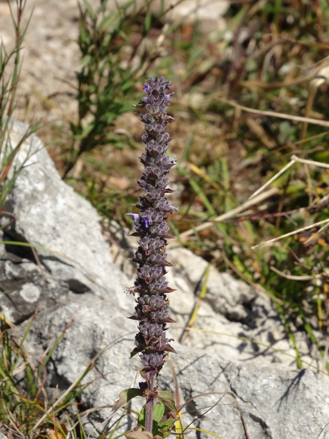 Image of Schizonepeta multifida specimen.