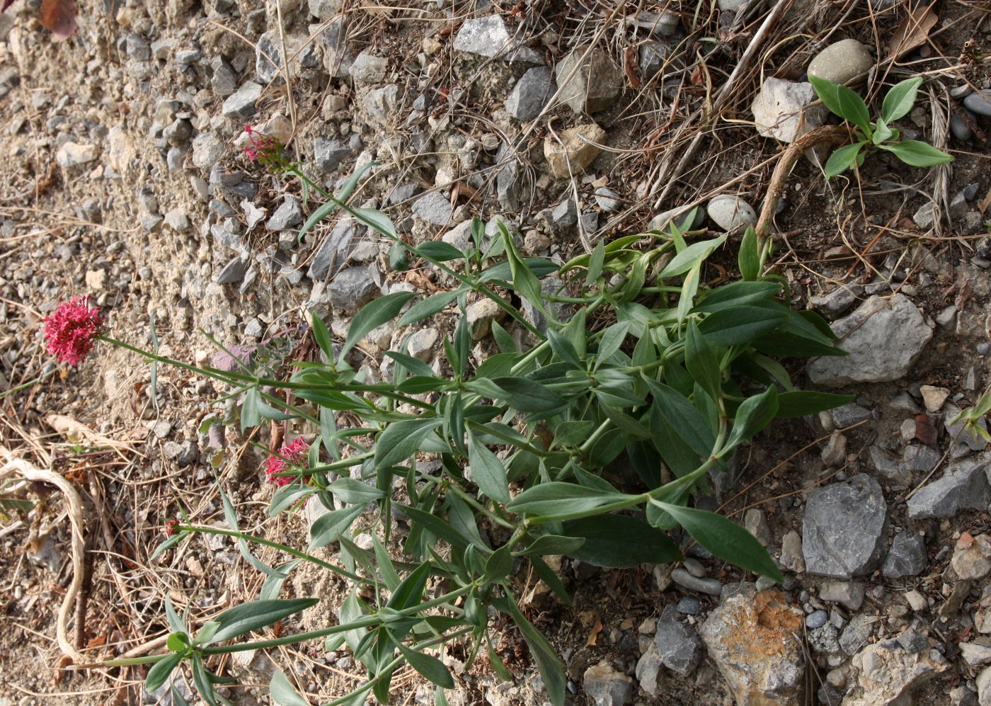 Image of Centranthus ruber specimen.