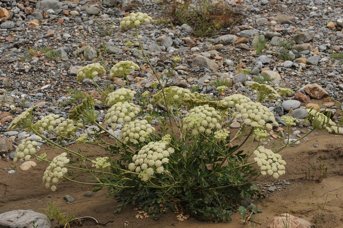 Изображение особи Pilopleura tordyloides.