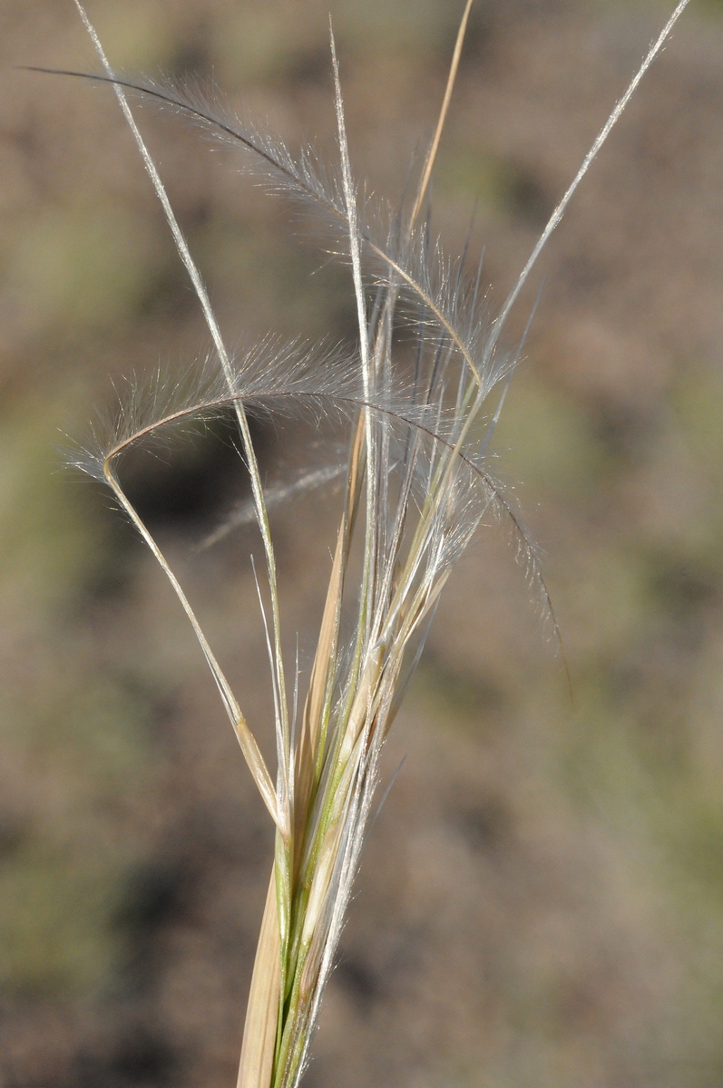 Image of genus Stipa specimen.