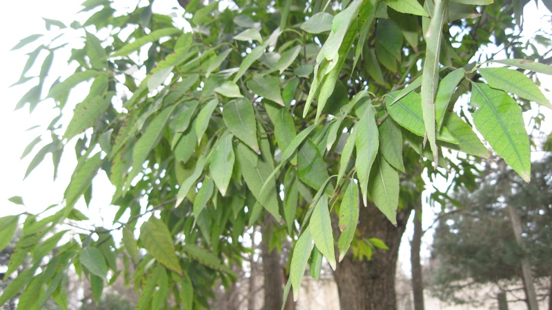 Image of Quercus myrsinaefolia specimen.