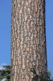 Pinus taeda. Средняя часть ствола взрослого дерева. Черноморское побережье Кавказа, г. Сочи, Дендрарий, в культуре. 7 июня 2016 г.