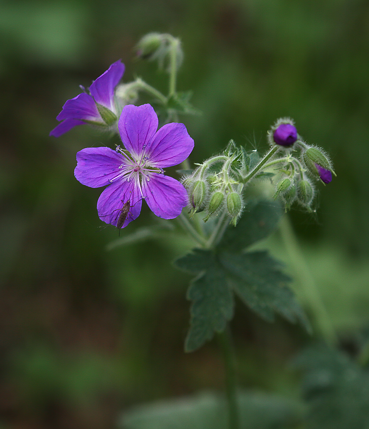 Изображение особи Geranium sylvaticum.