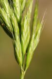 Bromus scoparius