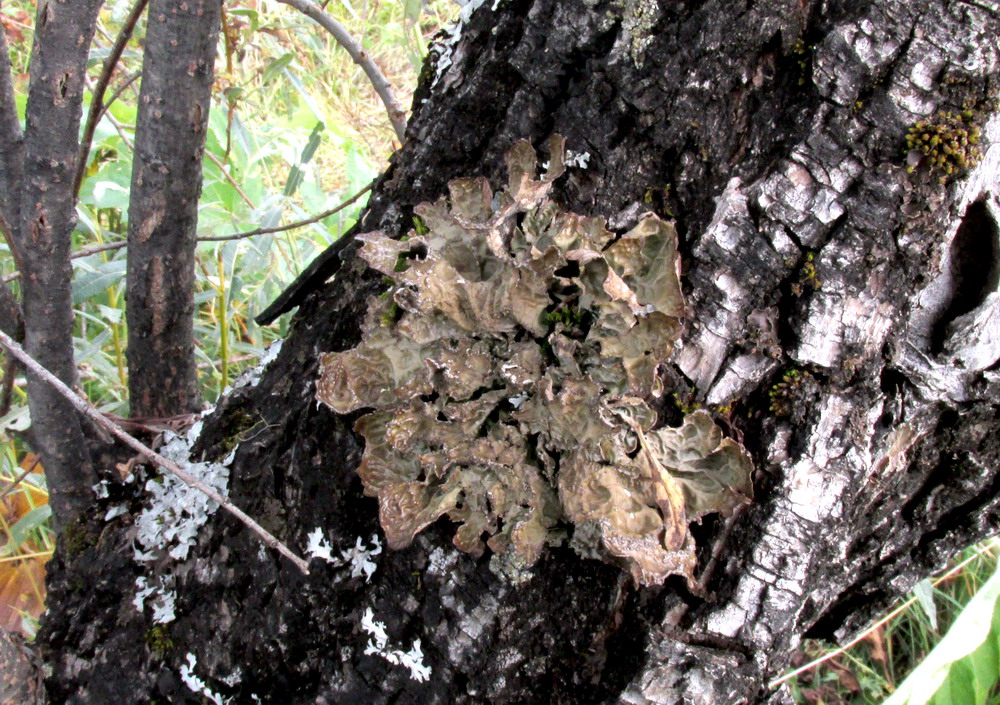 Изображение особи Lobaria pulmonaria.