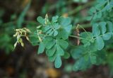 Coronilla coronata. Верхушка побега с плодами. Адыгея, хребет Уна-Коз. 13.08.2008.