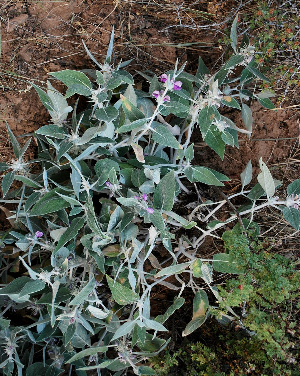 Image of Phlomis thapsoides specimen.