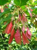 Acer tataricum. Плоды. Томск, парк \"Университетская роща\". 28.08.2009.