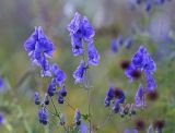 Aconitum macrorhynchum. Верхушка соцветия. Амурская обл., Хинганский заповедник, Антоновское лесничество, вейниково-разнотравный луг. 04.09.2016.