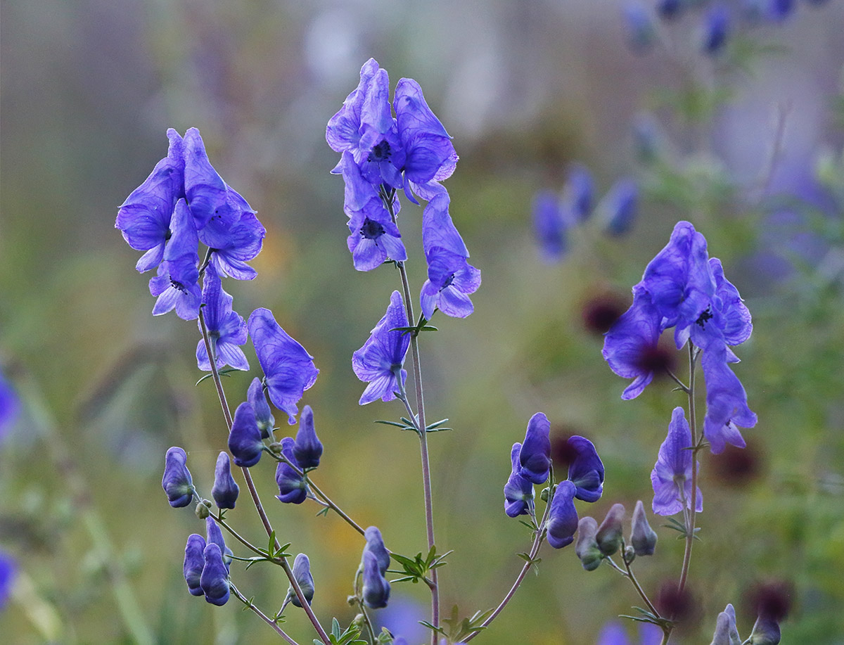 Изображение особи Aconitum macrorhynchum.