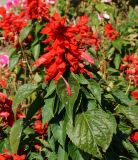 Salvia splendens