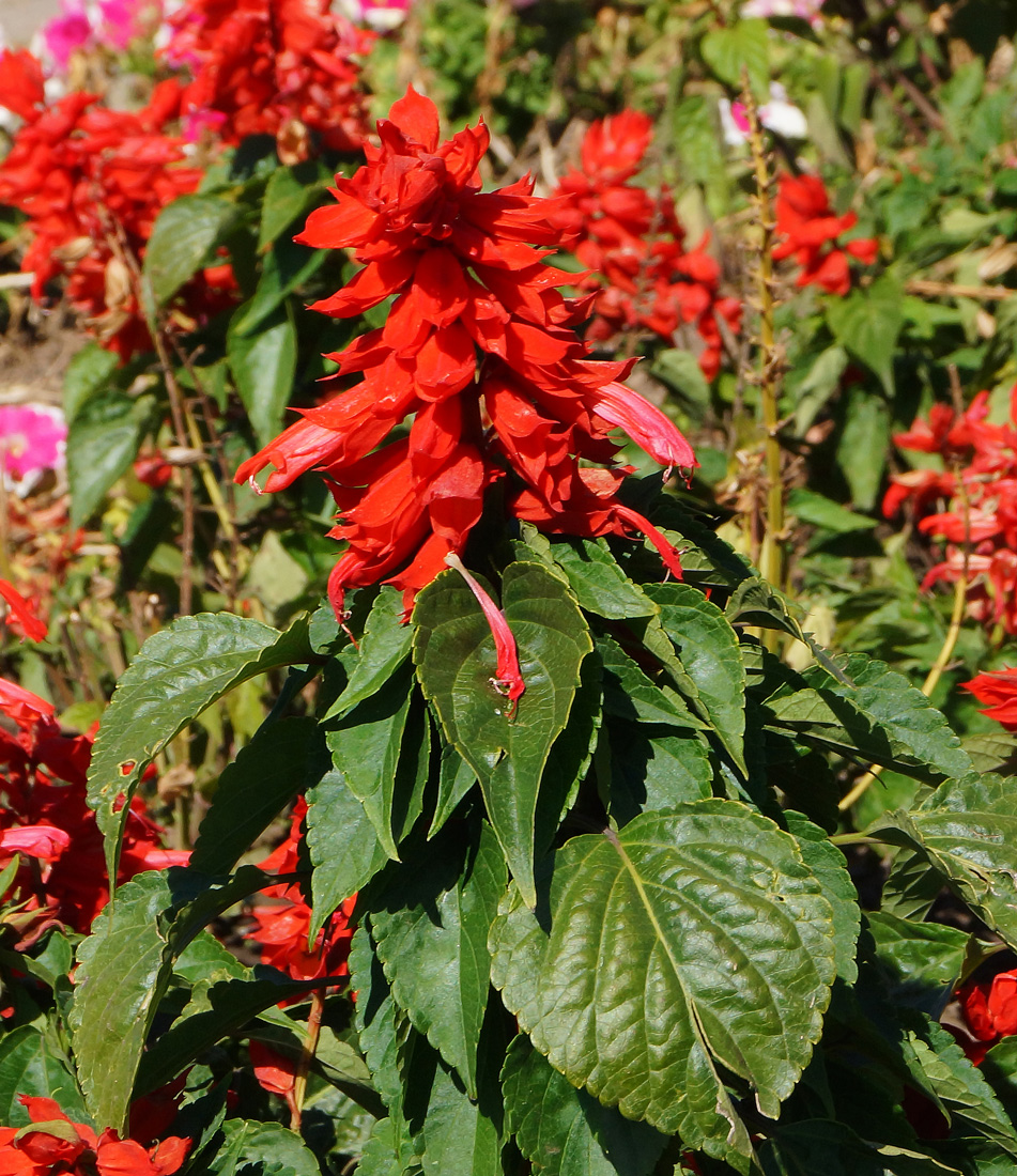 Image of Salvia splendens specimen.