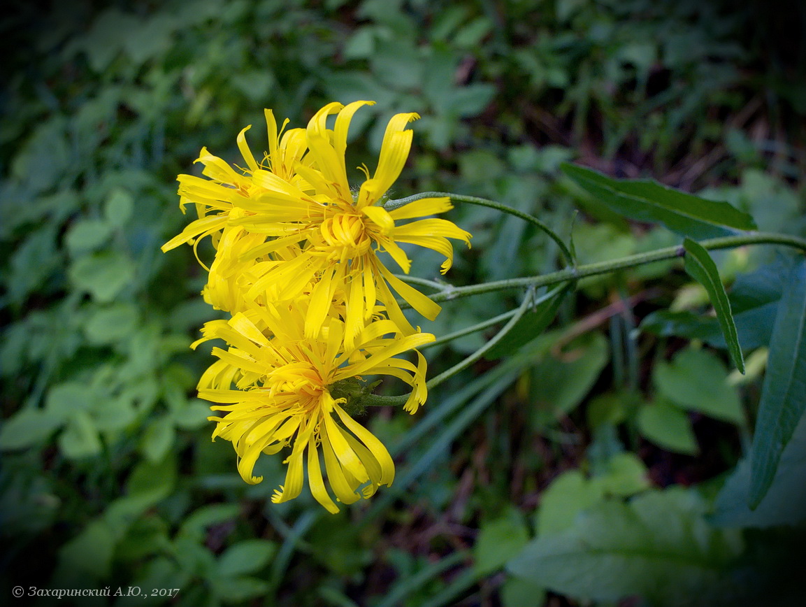 Image of Crepis sibirica specimen.