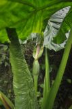 Alocasia macrorrhizos