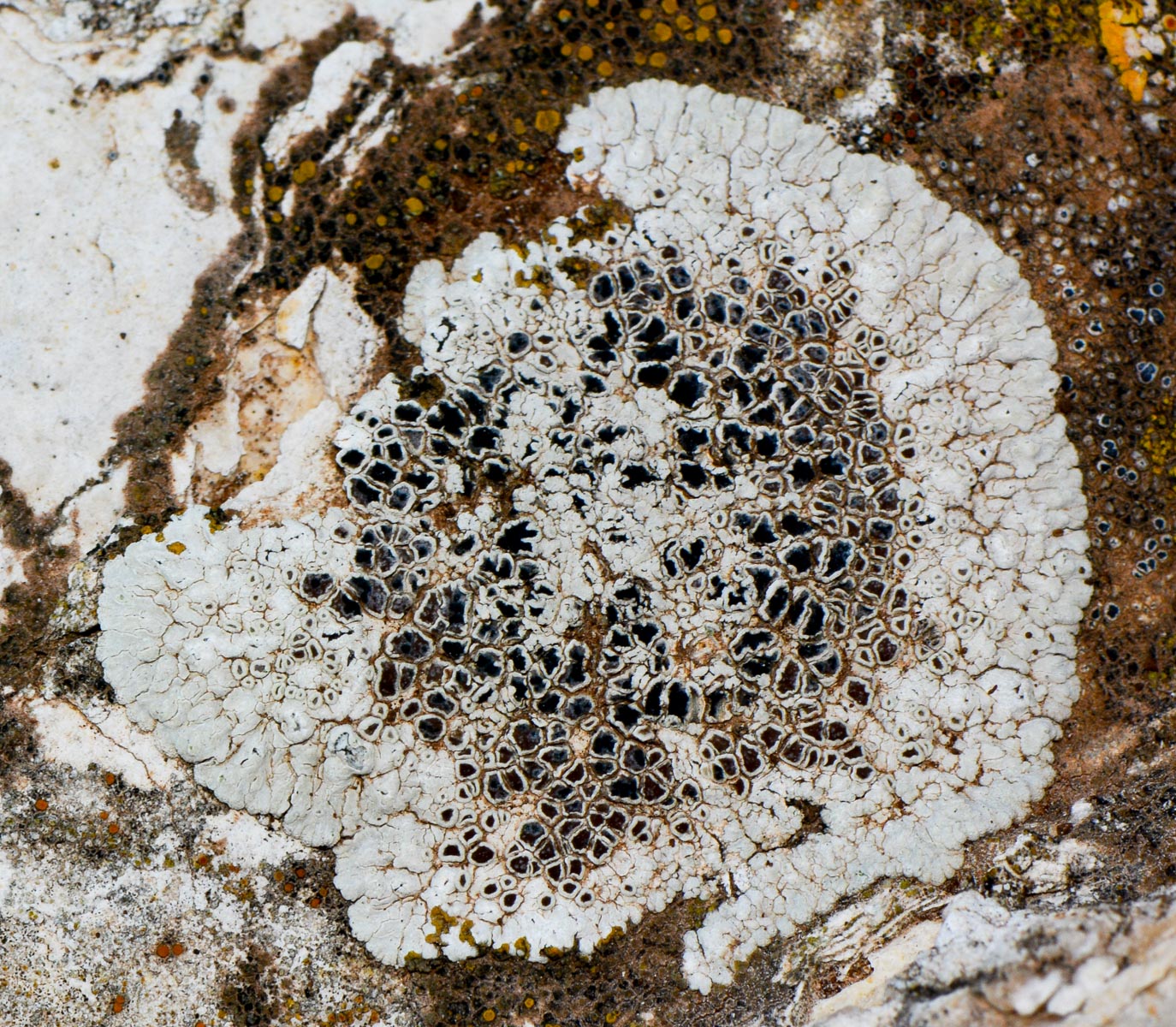 Image of familia Lecanoraceae specimen.