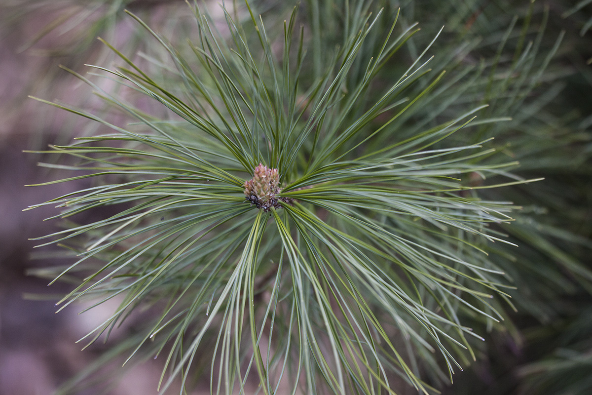 Изображение особи Pinus sibirica.