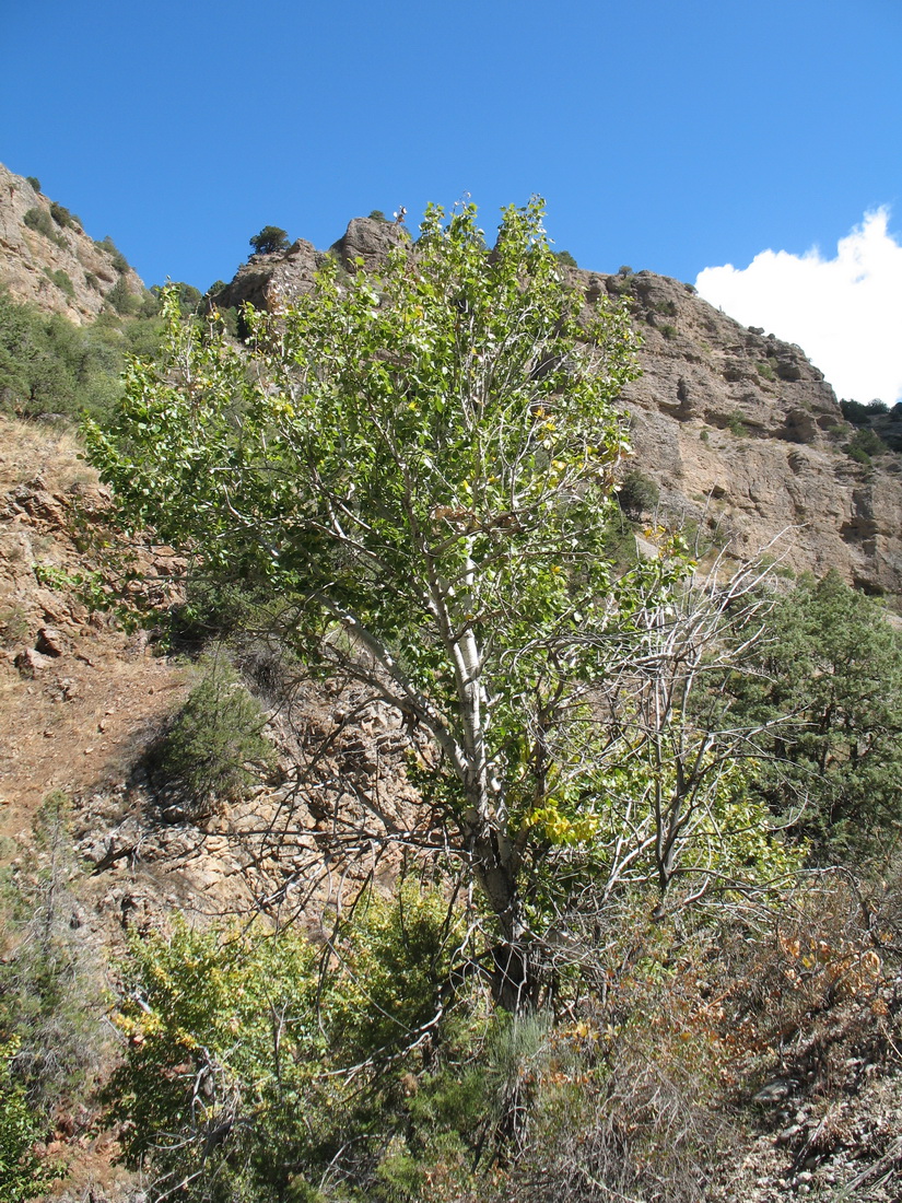 Image of Populus talassica specimen.