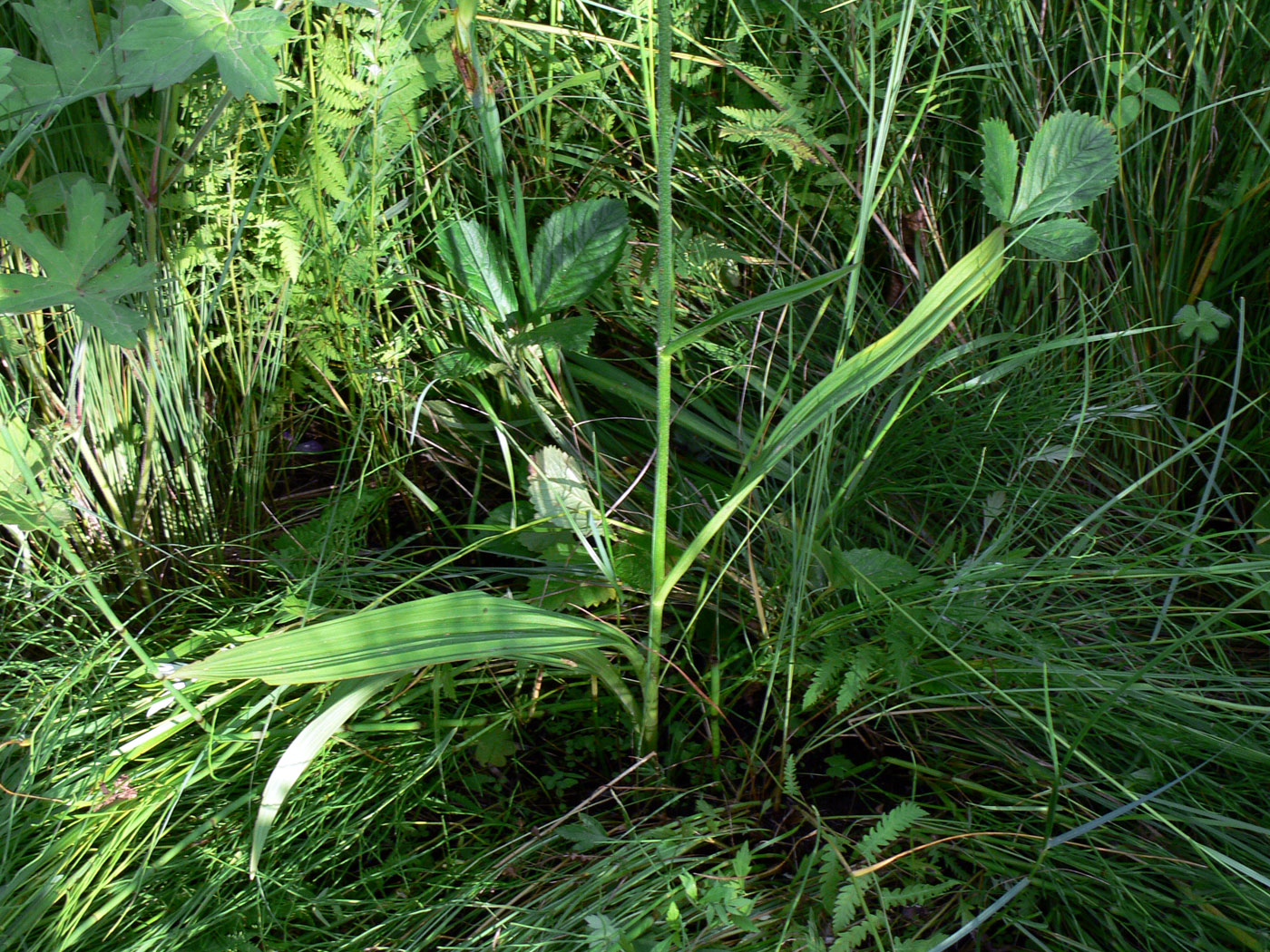 Изображение особи Veratrum maackii.