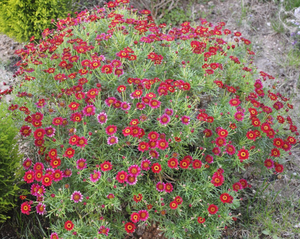 Изображение особи Argyranthemum frutescens.