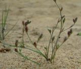 Juncus ambiguus