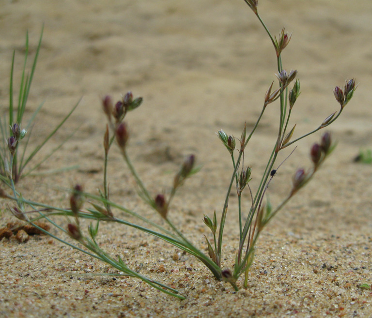 Изображение особи Juncus ambiguus.