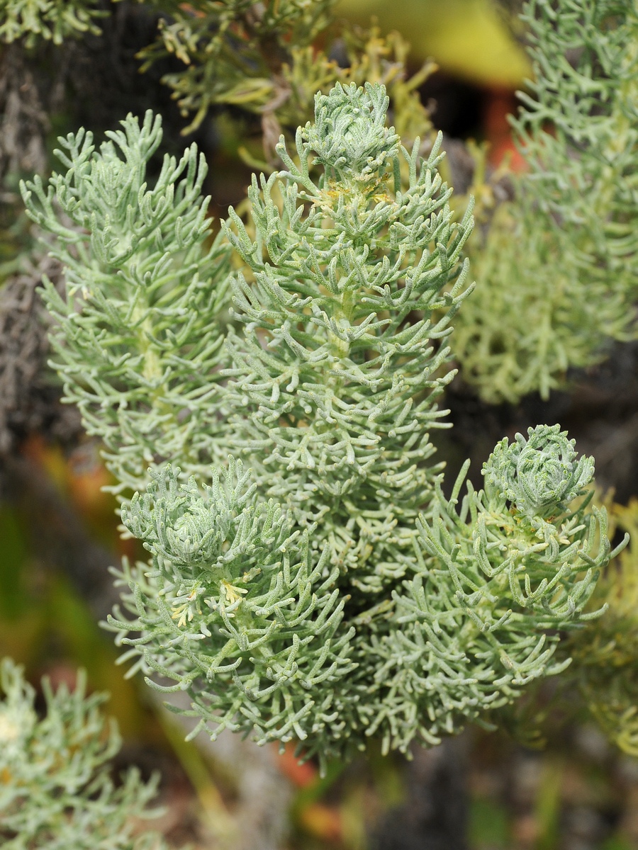 Изображение особи Athanasia pinnata.