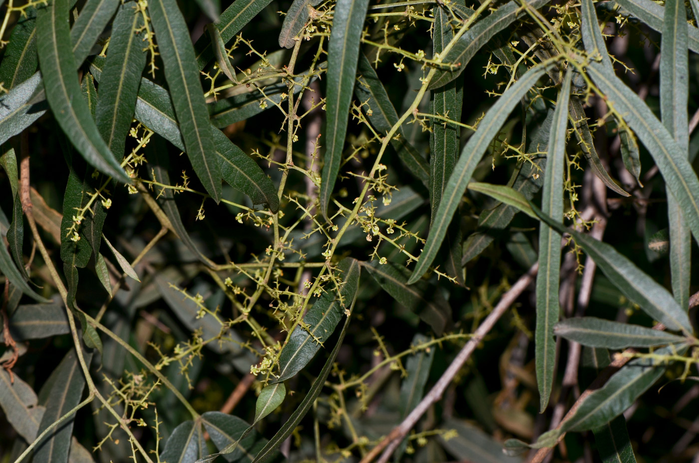 Изображение особи Searsia lancea.