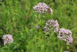 Valeriana alternifolia