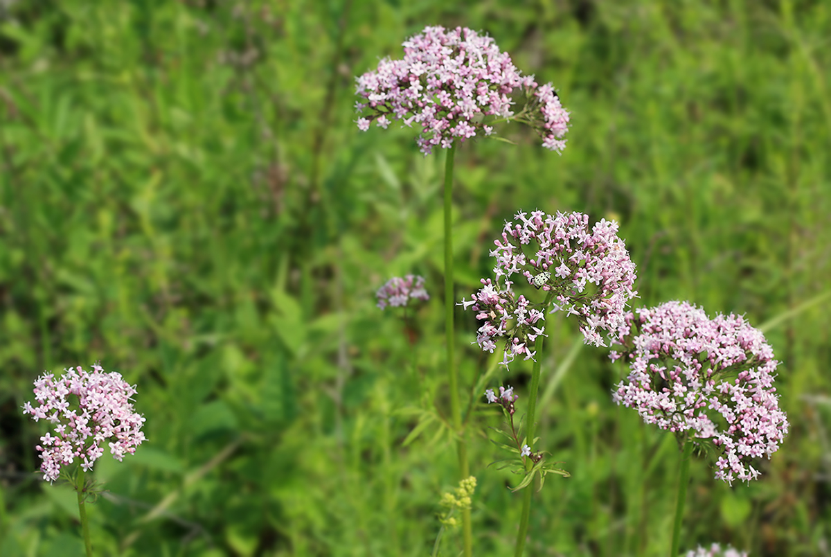 Image of Valeriana alternifolia specimen.