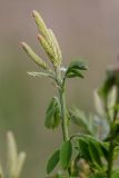 Amorpha fruticosa