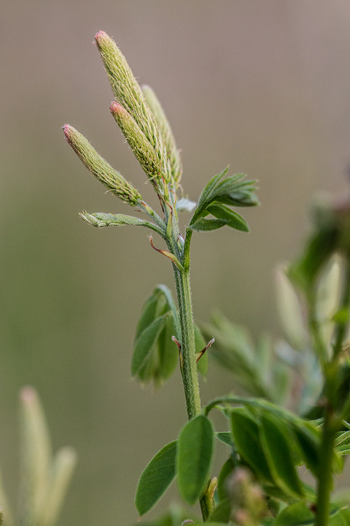 Изображение особи Amorpha fruticosa.