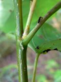 Populus tremula. Часть стебля с основанием черешка и пазушным побегом. Амурская обл., Бурейский р-н, окр. с. Виноградовка, поляна с разнопородными деревьями. 17.07.2016.