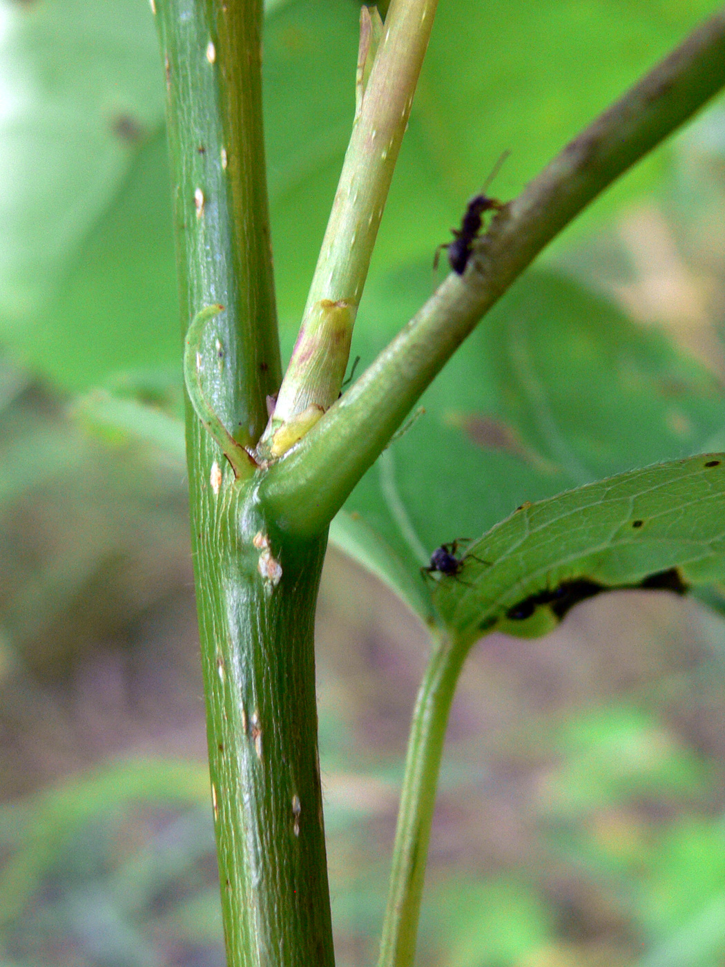 Image of Populus tremula specimen.